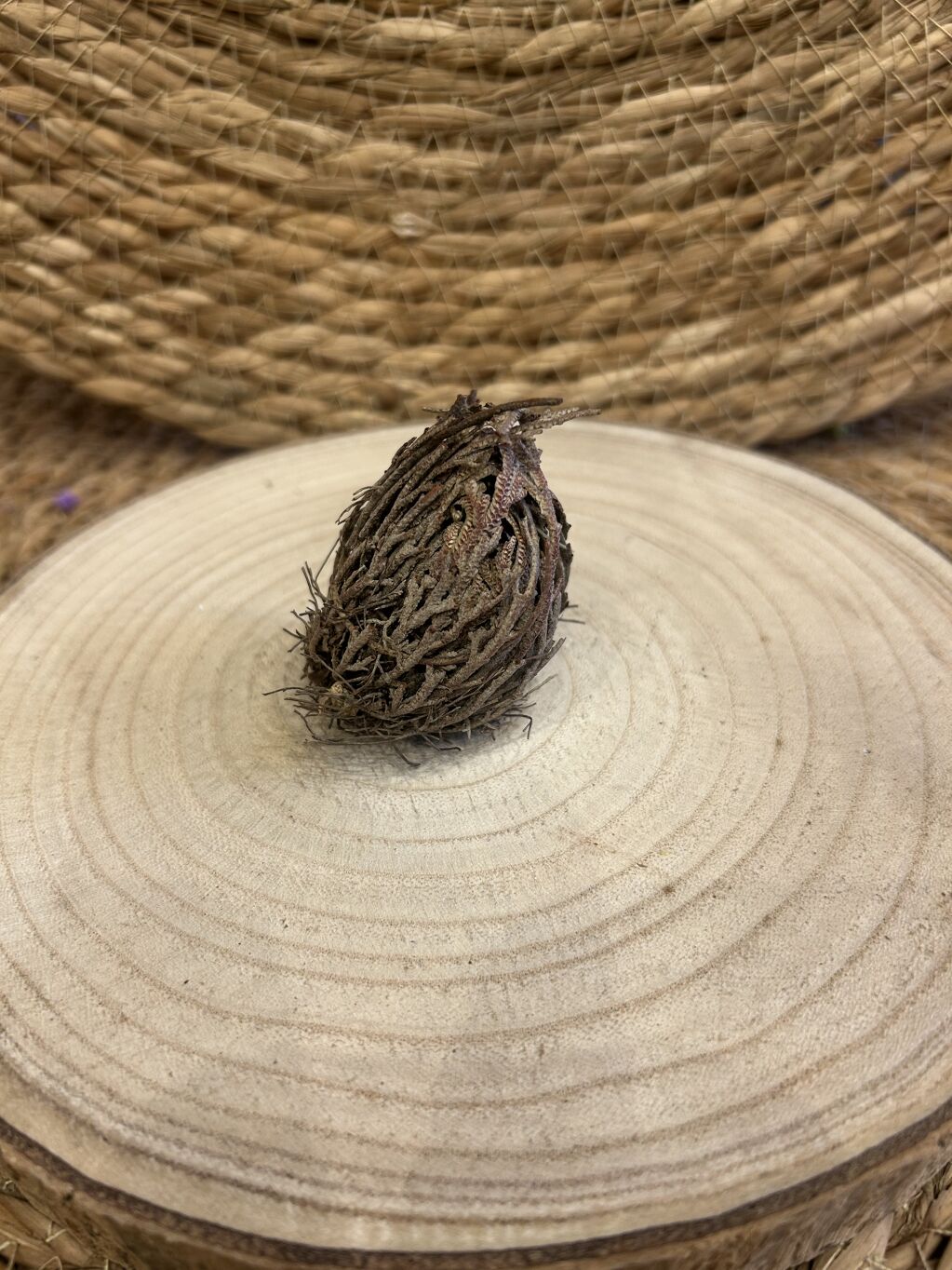 ROSA DE JERICÓ MINI