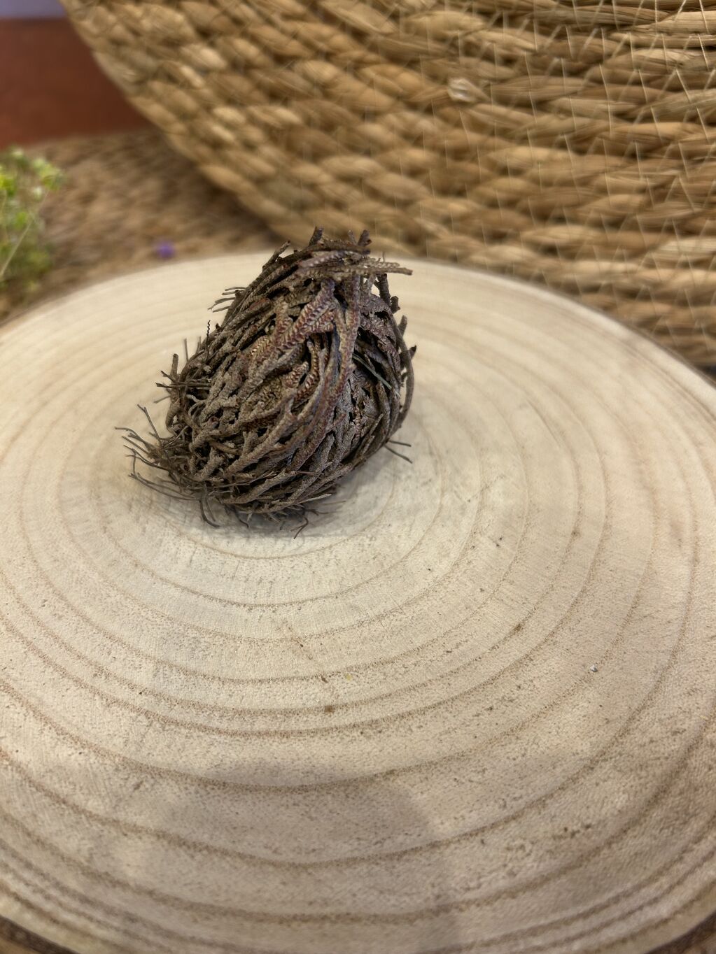 ROSA DE JERICÓ MINI