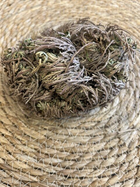 ROSA DE JERICÓ GRANDE - img_1397.jpg