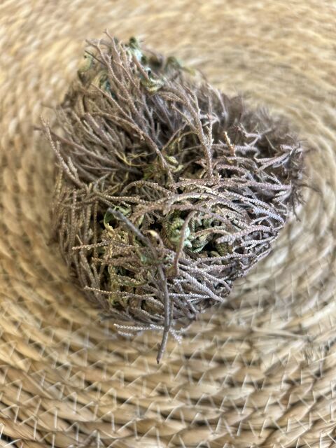 ROSA DE JERICÓ GRANDE - img_1398.jpg