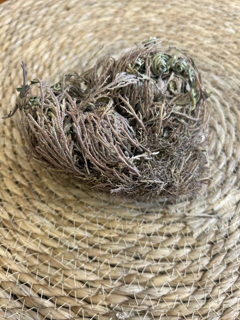 ROSA DE JERICÓ GRANDE - img_1399.jpg